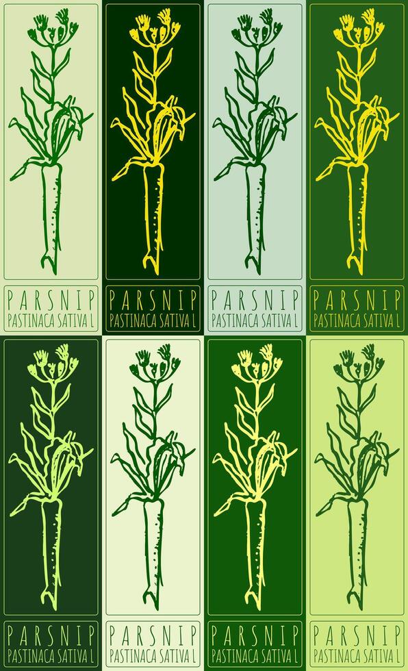 Set of drawing PARSNIP in various colors. Hand drawn illustration. Latin name is PASTINACA SATIVA L. vector