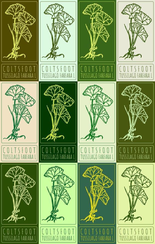 Set of drawing COLTSFOOT in various colors. Hand drawn illustration. Latin name is TUSSILAGO FARFARA L. vector