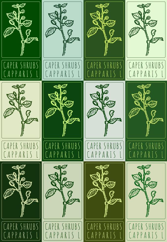 Set of drawing CAPER SHRUBS in various colors. Hand drawn illustration. Latin name is CAPPARIS L. vector