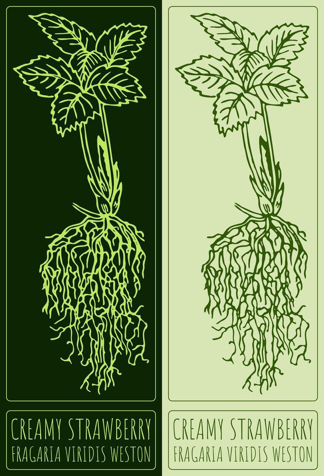 Drawing CREAMY STRAWBERRY. Hand drawn illustration. Latin name is FRAGARIA VIRIDIS WESTON. vector