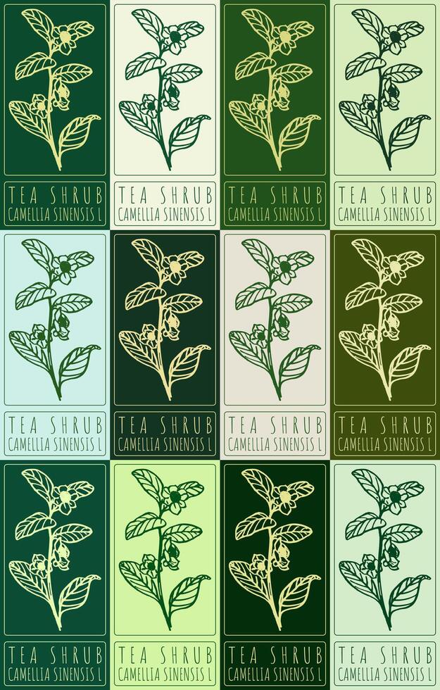 Set of drawing TEA SHRUB in various colors. Hand drawn illustration. Latin name is CAMELLIA SINENSIS L. vector