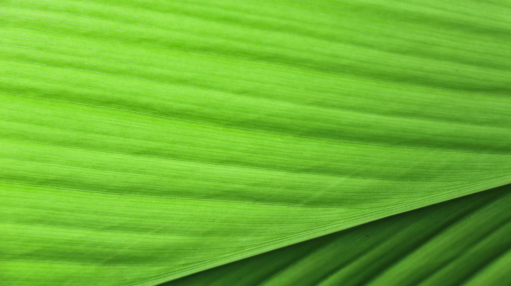 A close-up photograph of a green leaf with its veins clearly visible. photo
