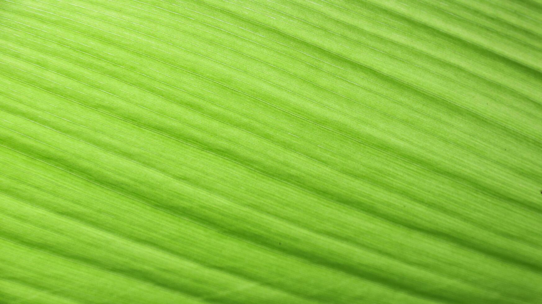 A close-up photograph of a green leaf with its veins clearly visible. photo