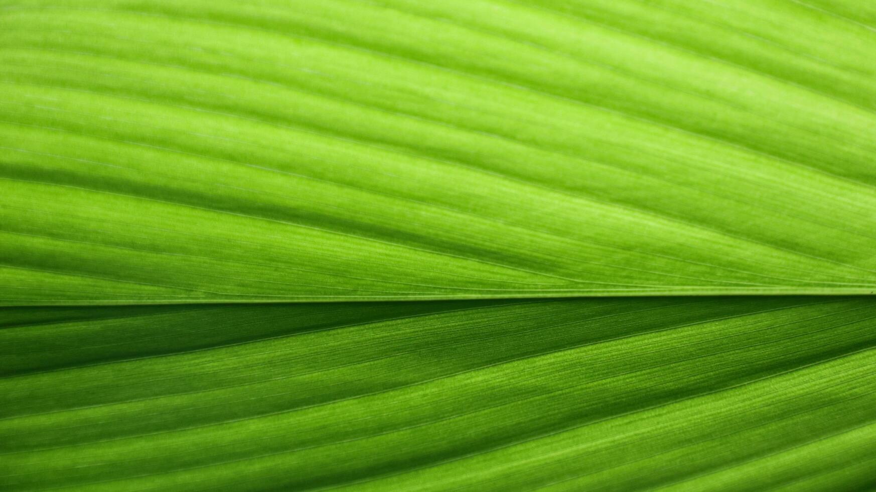 A close-up photograph of a green leaf with its veins clearly visible. photo