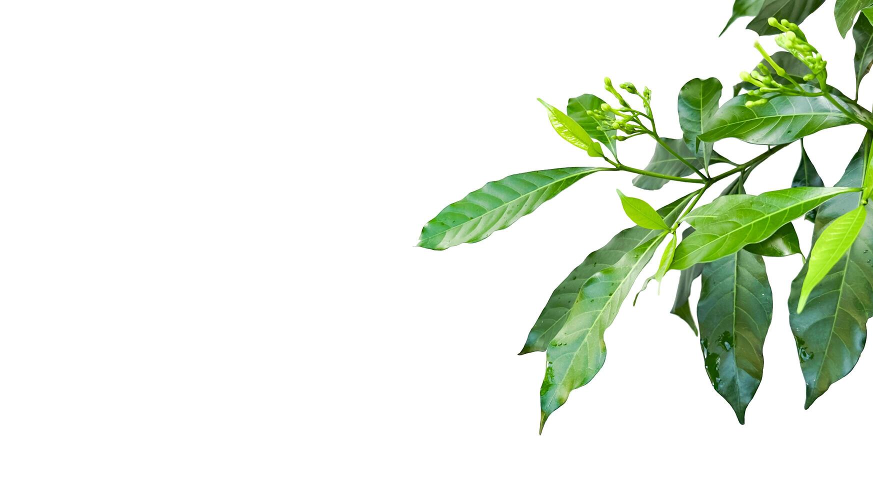 A cut out of Gardenia leaf with well-defined clipping paths, positioned on a white background. photo