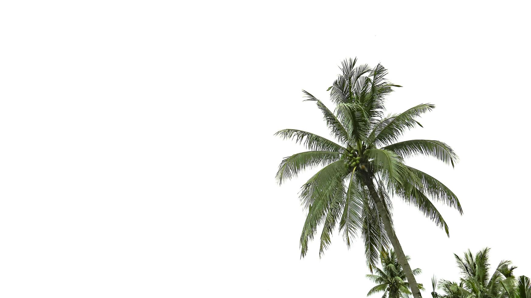 A cut-out of coconut tree on a white background with clipping paths photo