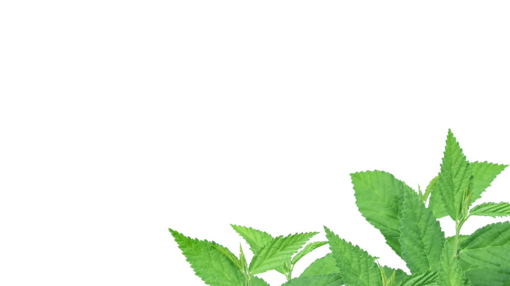 Cut out image of a weed plant with carefully crafted clipping paths. photo