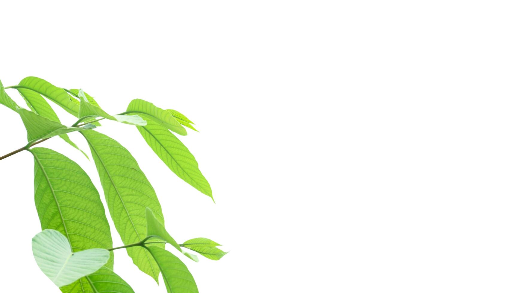 A cut-out of a tree top on a white background with clipping paths. photo