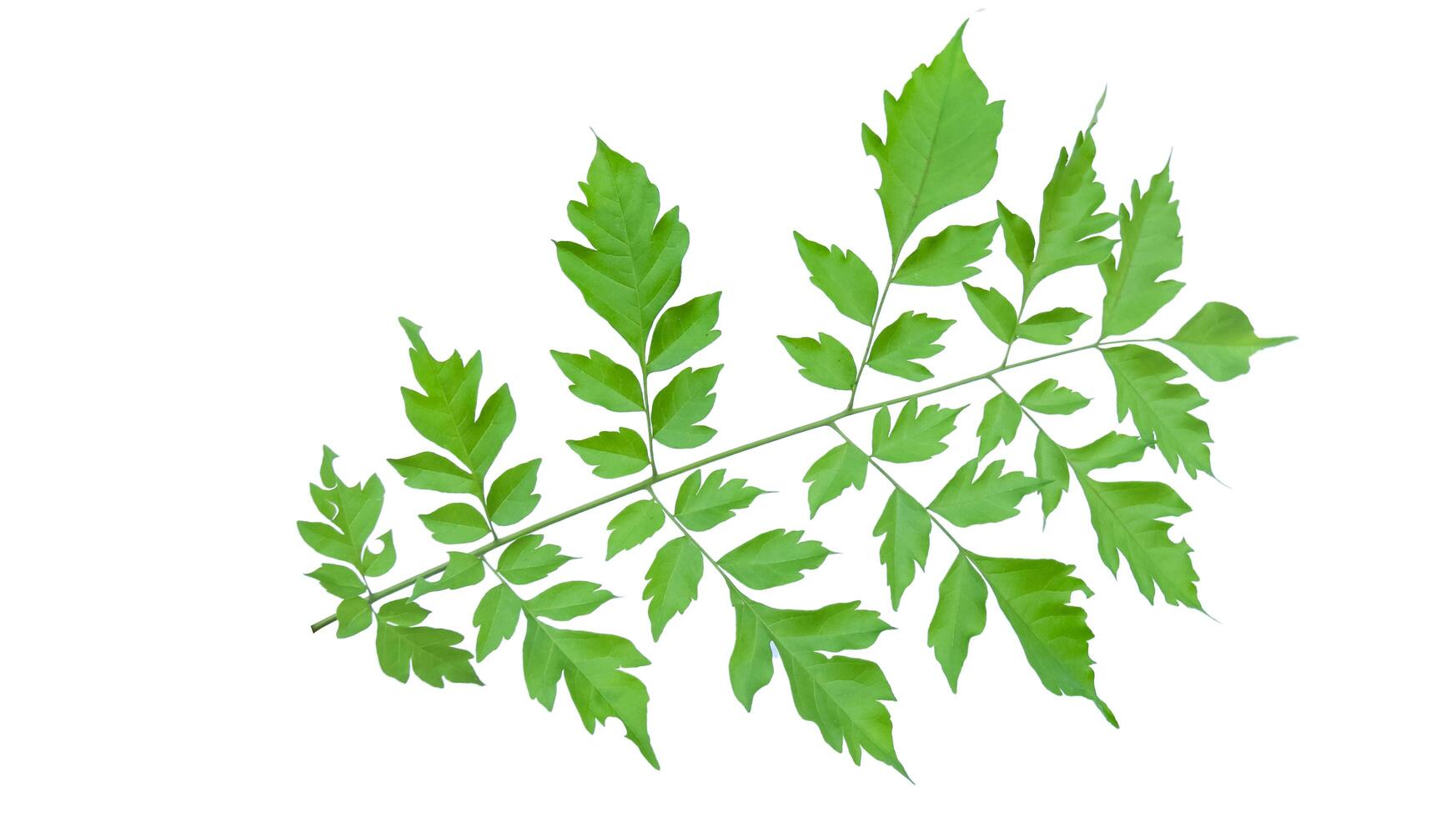Cut out image of Indian cork or Millingtonia hortensis leaves with clipping paths, set against a white background. photo