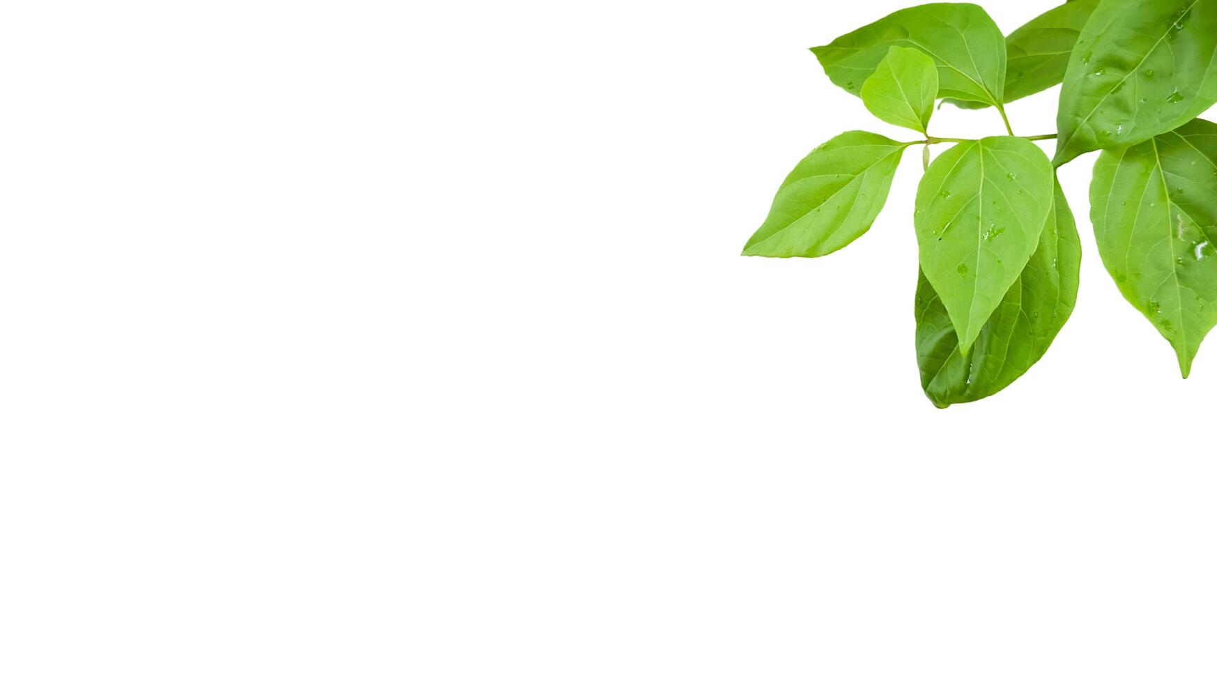 Cut out image of Bougainvillea glabra leaf with accurate clipping paths, on white background, photo