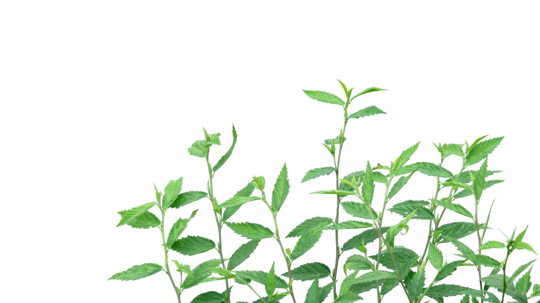 Cut out image of a weed plant with carefully crafted clipping paths. photo