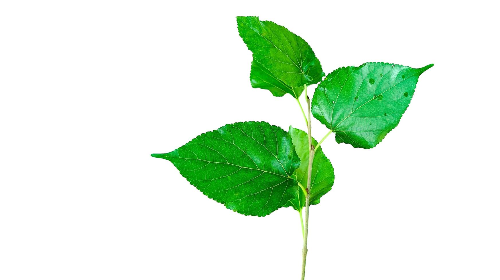 A cut out of Mulberry leaf with precise clipping paths, set against a white background. photo