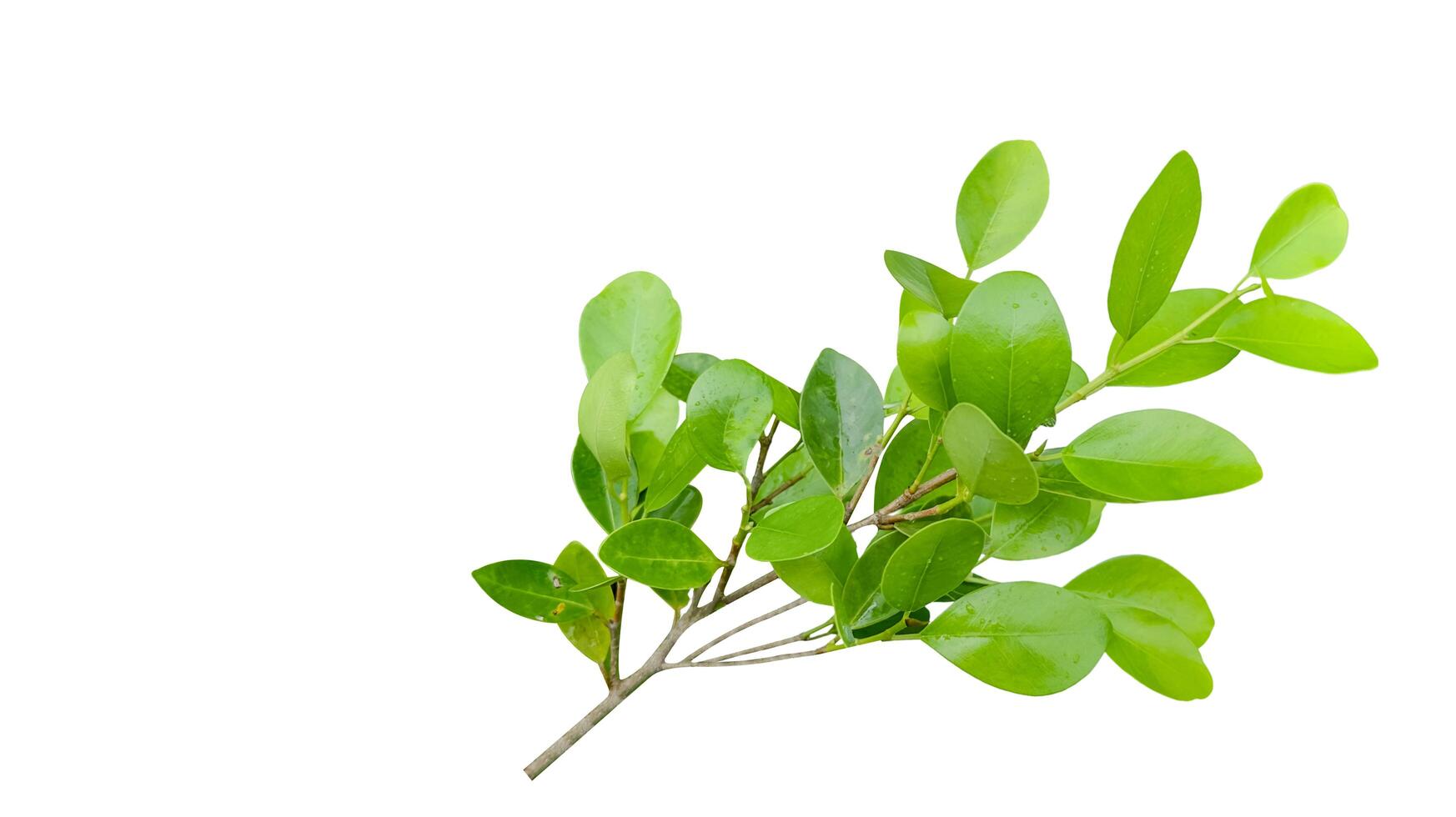 A cut out of Ficus benjamina leaves with clipping paths on a white background. photo