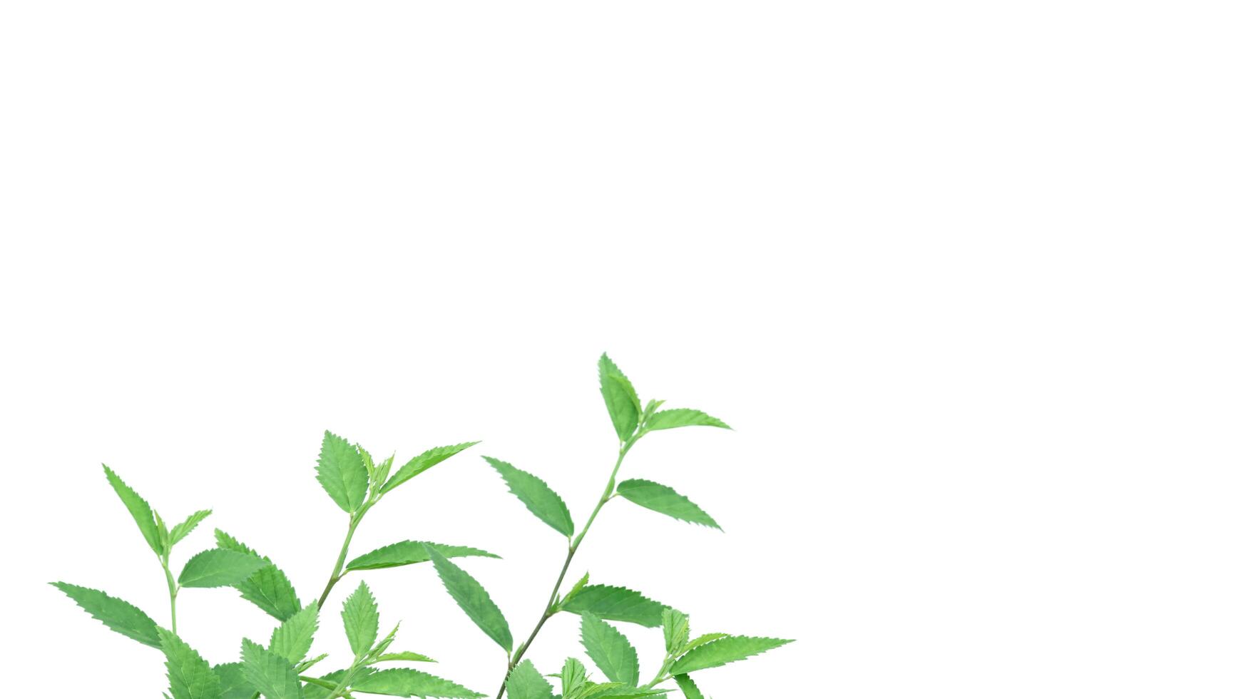 Cut out image of a weed plant with carefully crafted clipping paths. photo