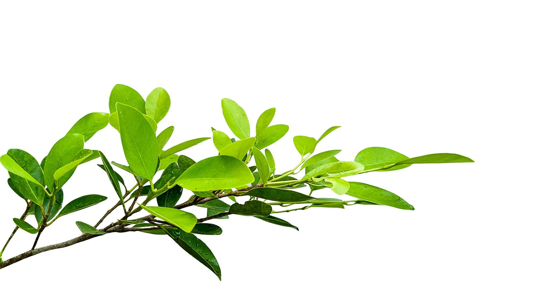 A cut out of Ficus benjamina leaves with clipping paths on a white background. photo