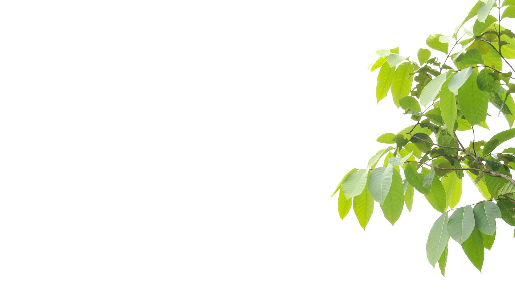 A cut-out of a tree top on a white background with clipping paths. photo