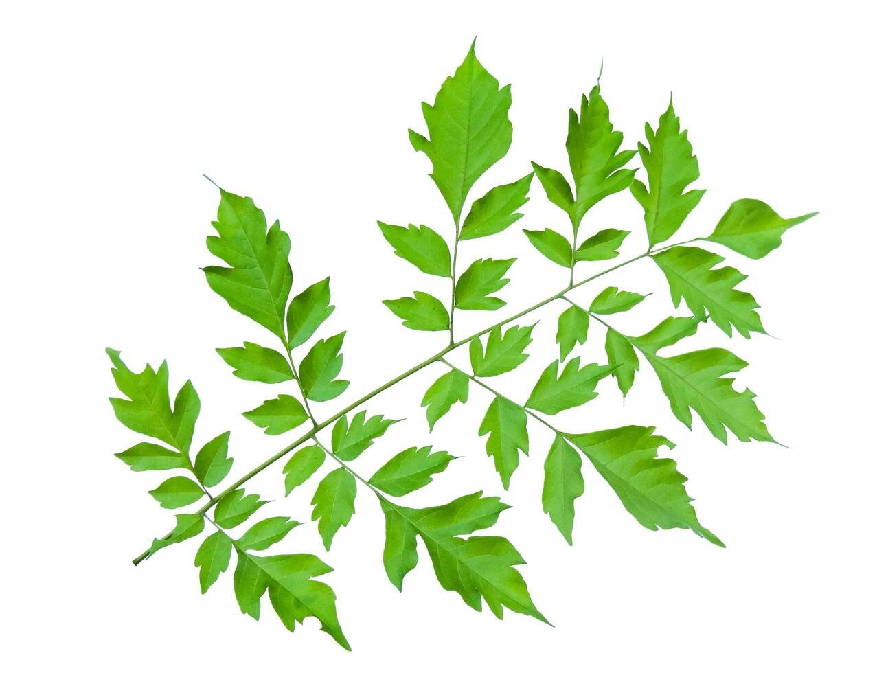 Cut out image of Indian cork or Millingtonia hortensis leaves with clipping paths, set against a white background. photo