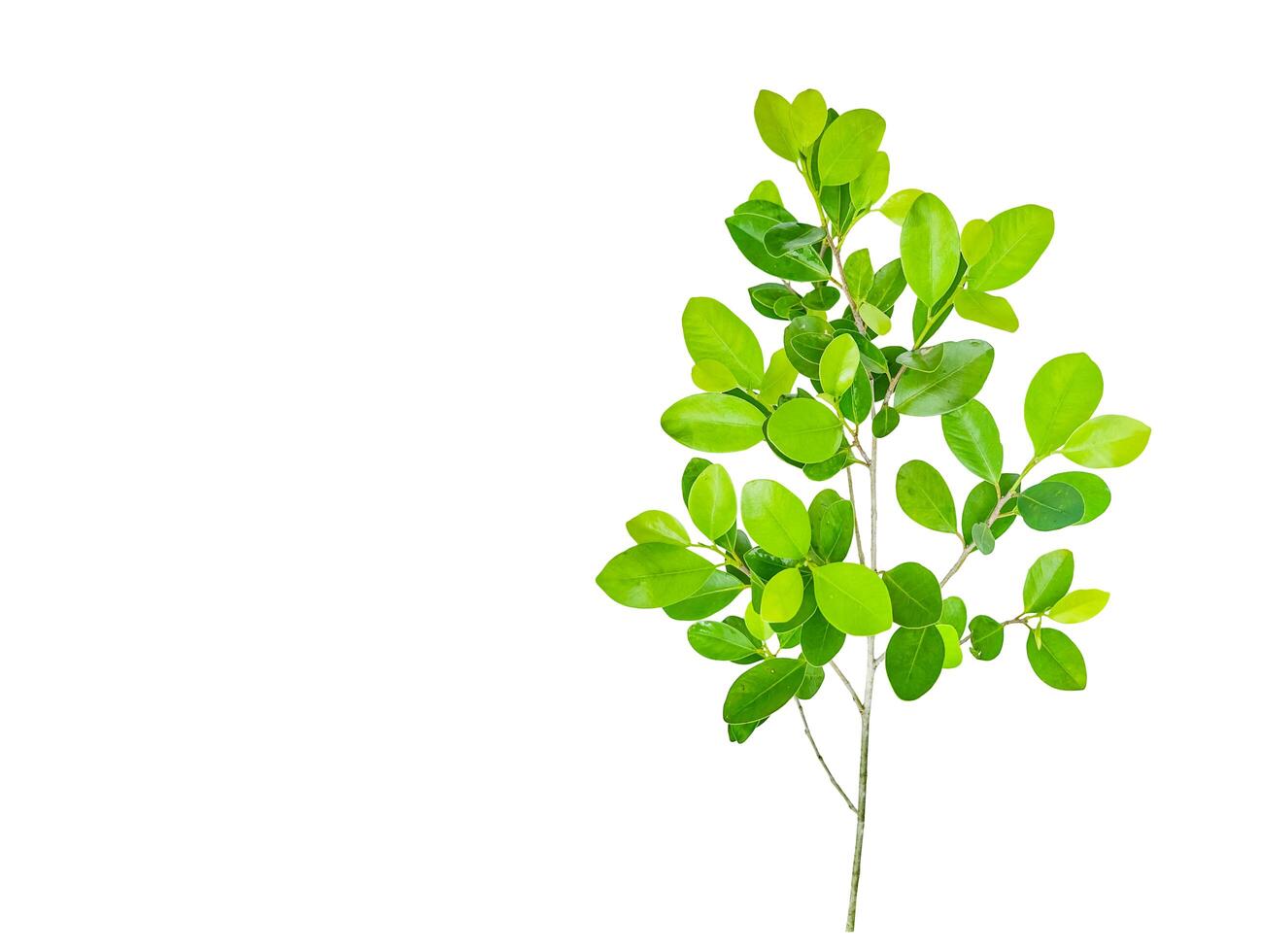 A cut out of Ficus benjamina leaves with clipping paths on a white background. photo