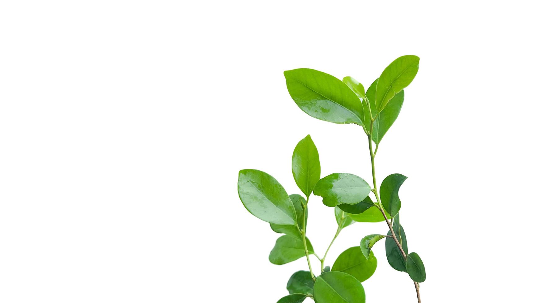 A cut out of Ficus benjamina leaves with clipping paths on a white background. photo