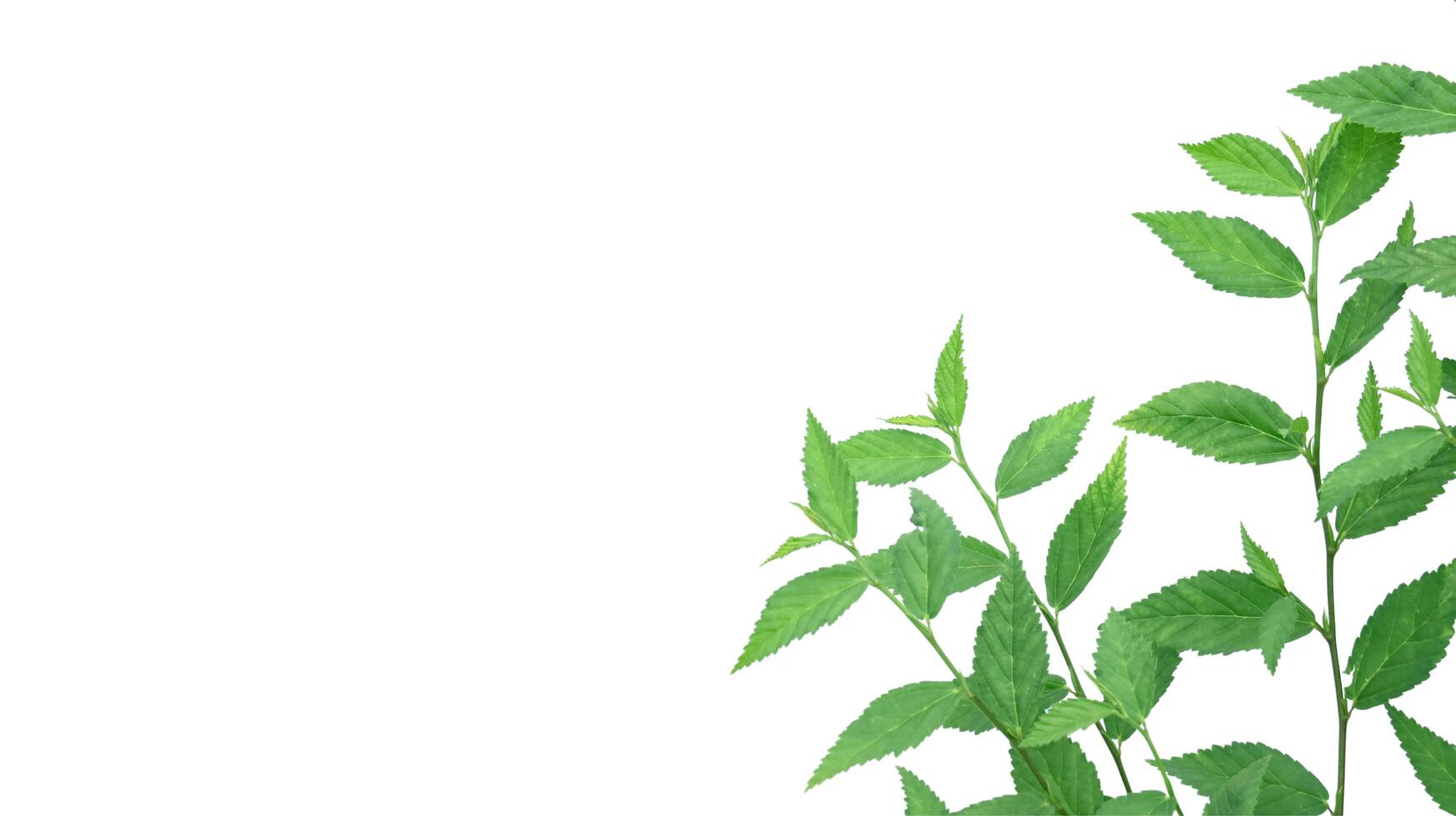 Cut out image of a weed plant with carefully crafted clipping paths. photo