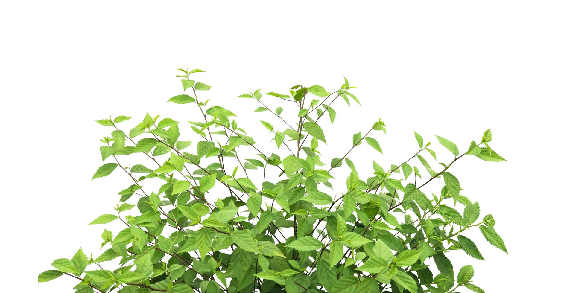 Cut out image of a weed plant with carefully crafted clipping paths. photo