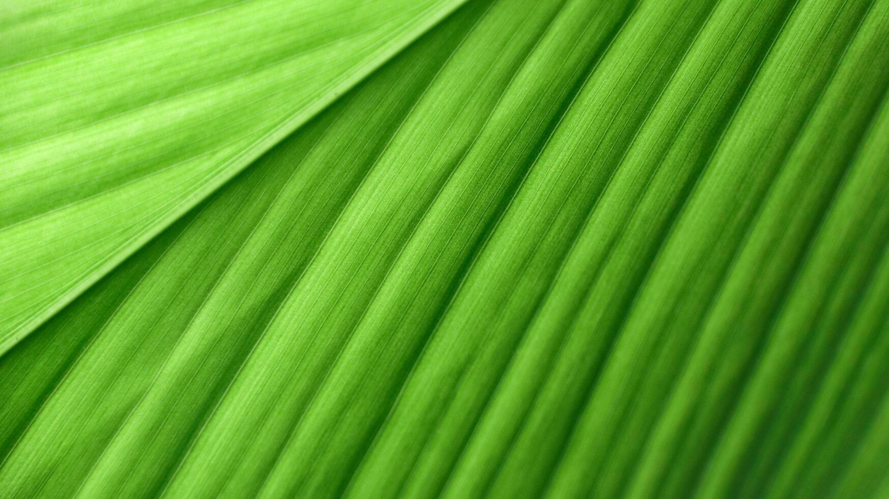 A close-up photograph of a green leaf with its veins clearly visible. photo