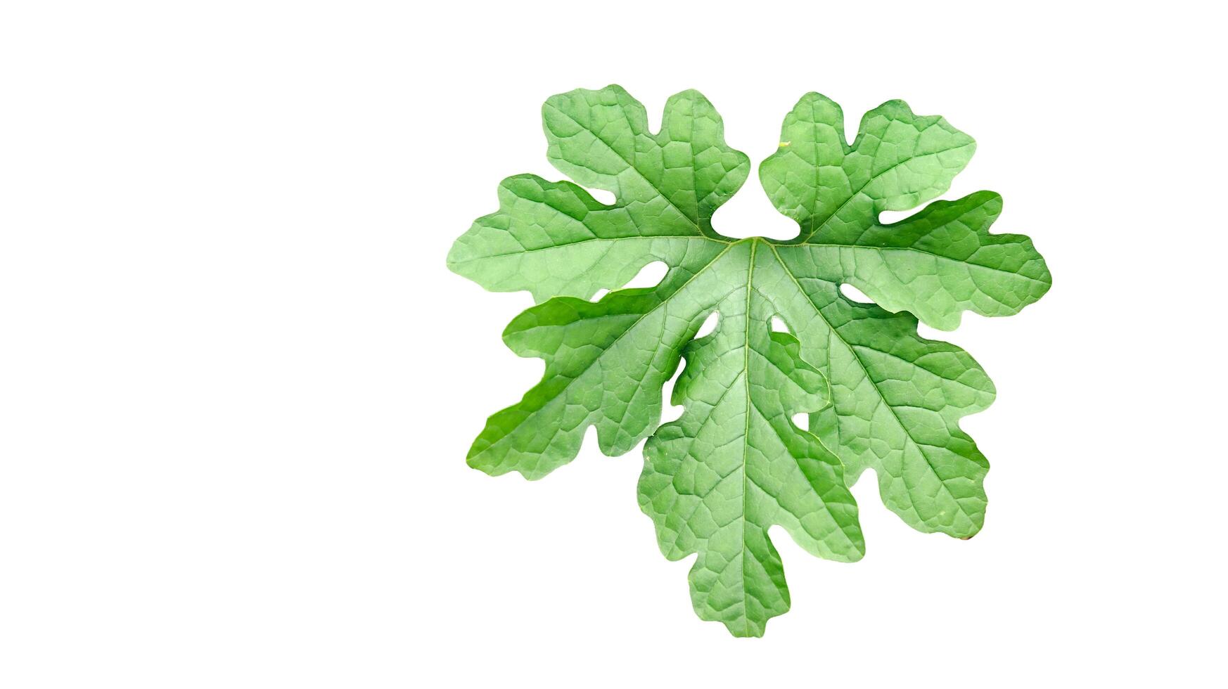 A precisely cut-out bitter gourd leaf with clear clipping paths photo