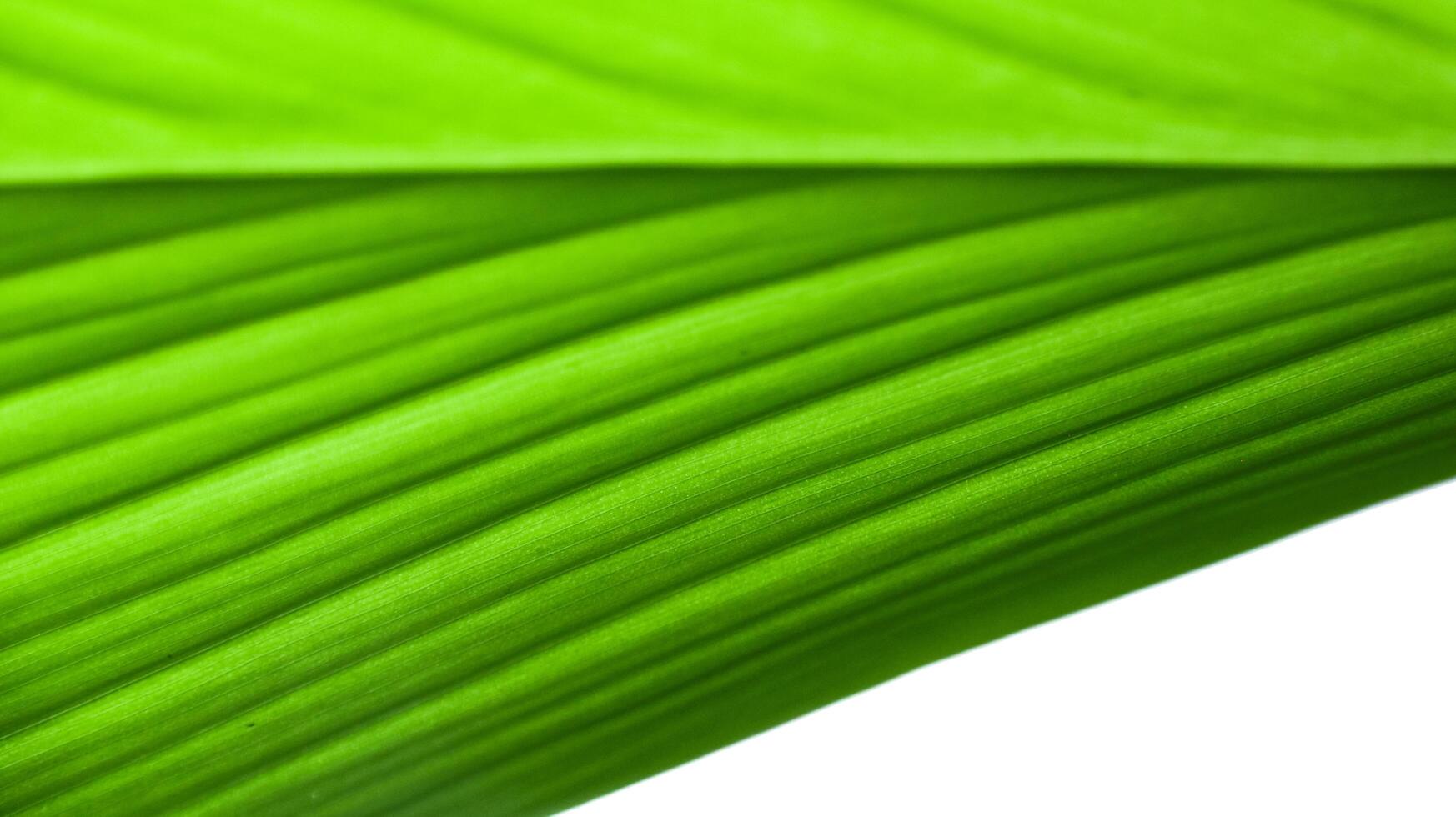 A close-up photograph of a green leaf with its veins clearly visible. photo