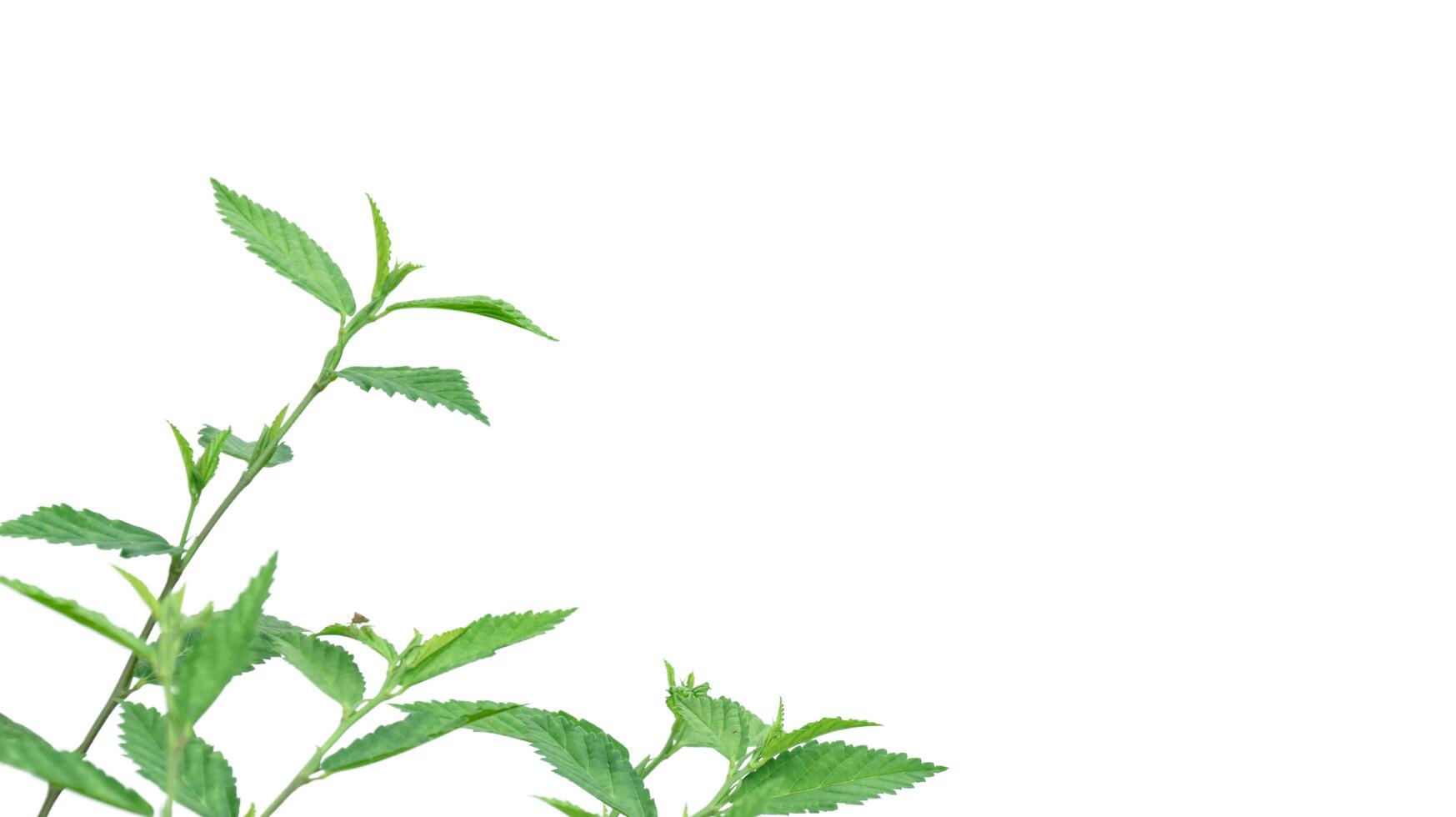 Cut out image of a weed plant with carefully crafted clipping paths. photo