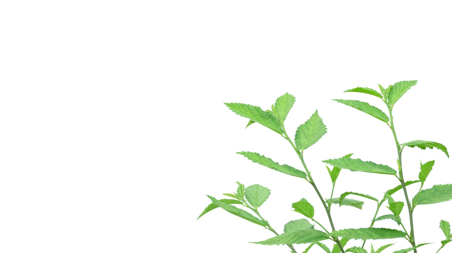 Cut out image of a weed plant with carefully crafted clipping paths. photo