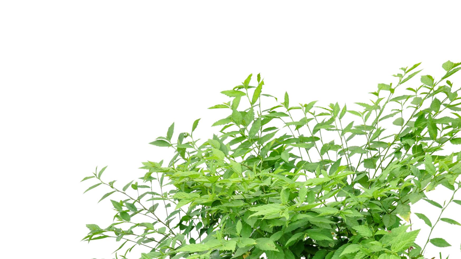 Cut out image of a weed plant with carefully crafted clipping paths, photo