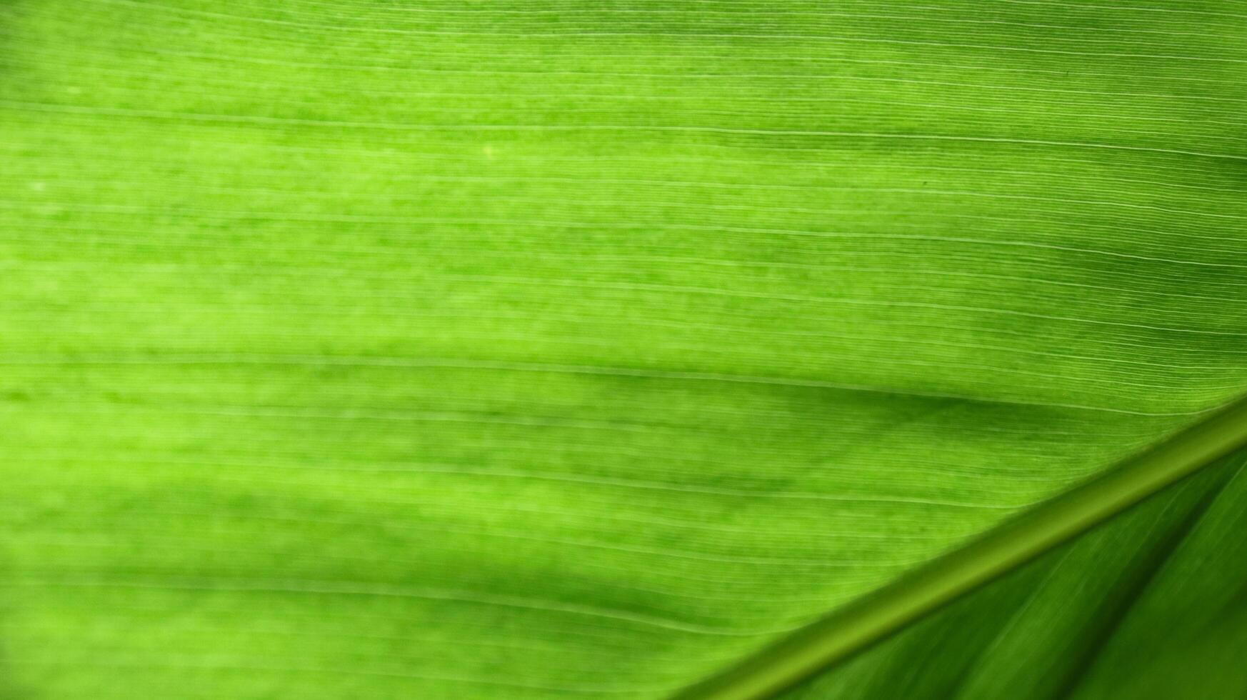 A close-up photograph of a green leaf with its veins clearly visible. photo