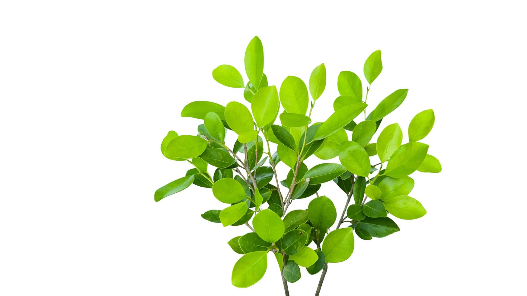 A cut out of Ficus benjamina leaves with clipping paths on a white background. photo