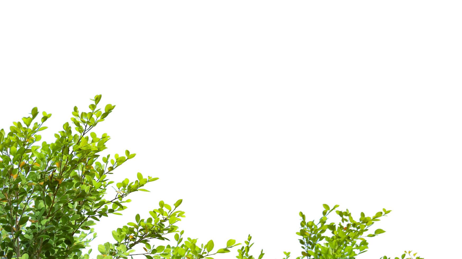 A cut-out of tree top leaves on a white background with clipping paths. photo