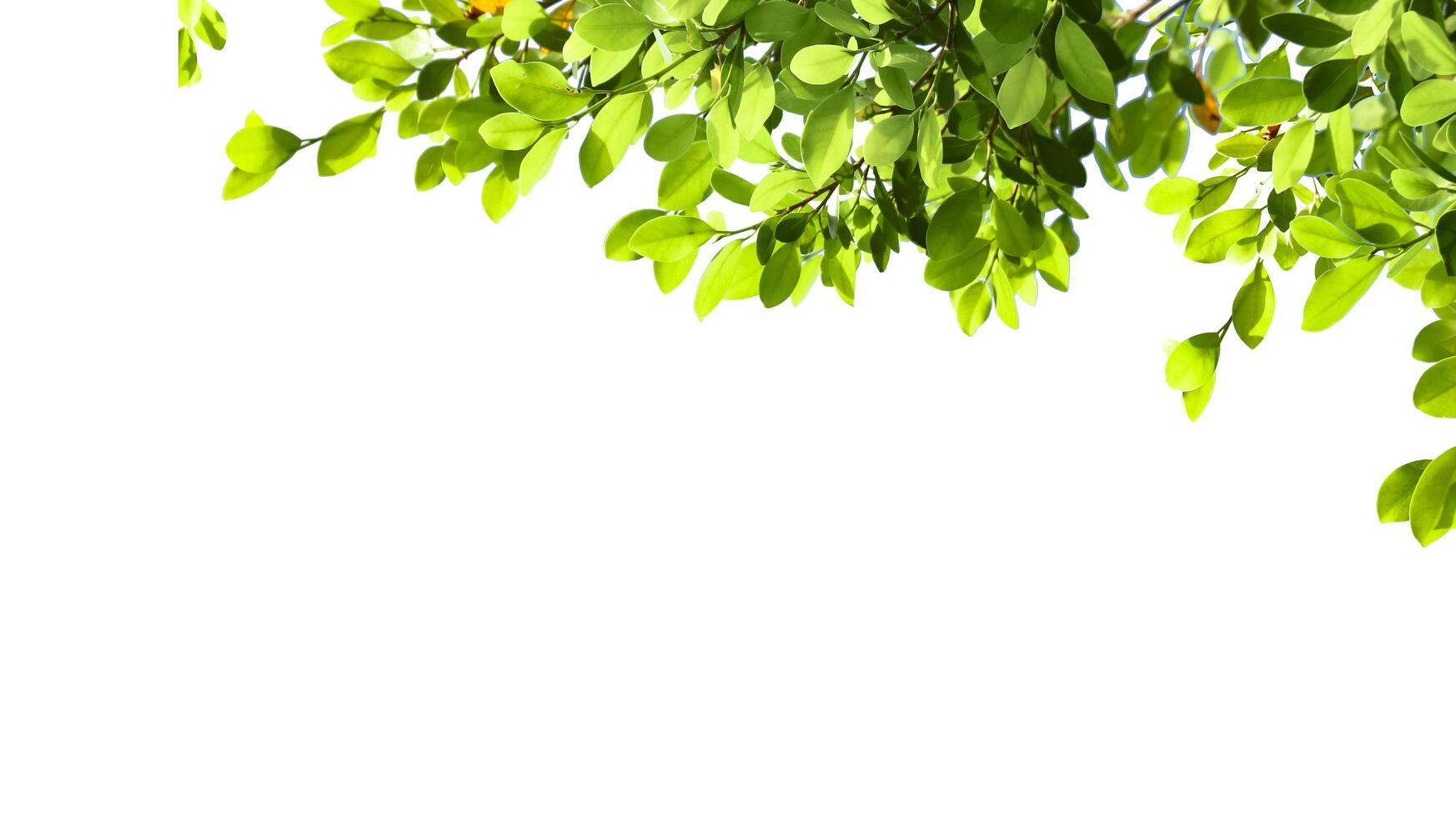 A cut-out of tree top leaves on a white background with clipping paths. photo