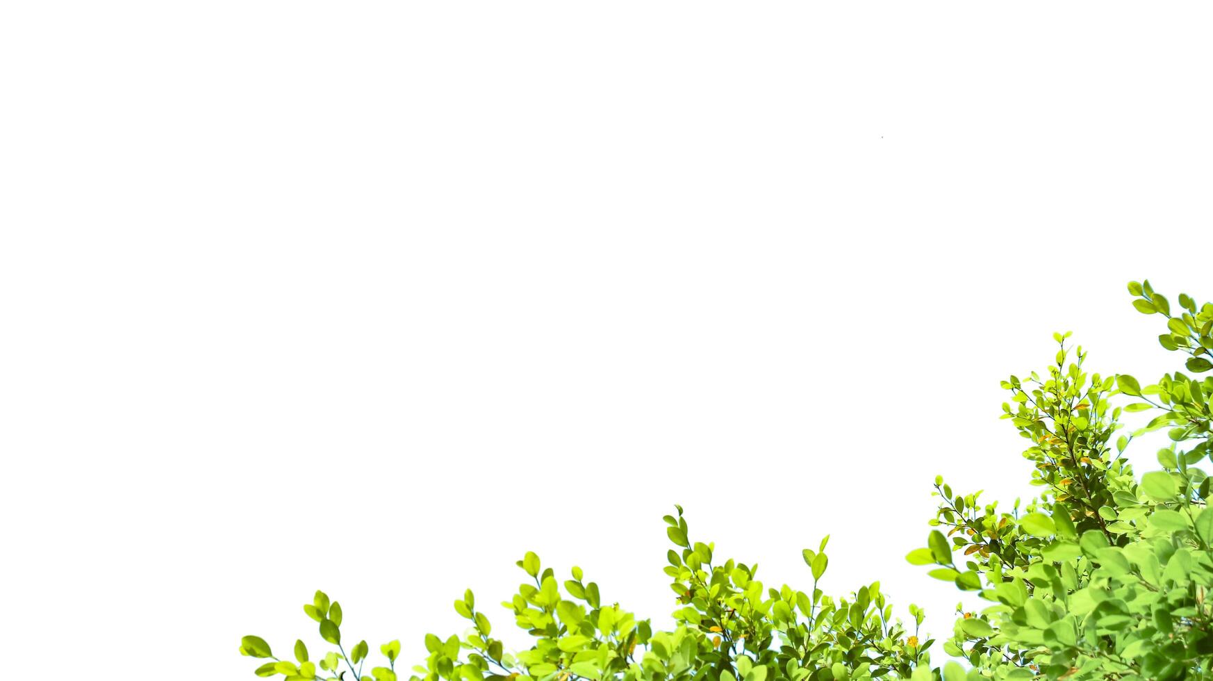 A cut-out of tree top leaves on a white background with clipping paths. photo