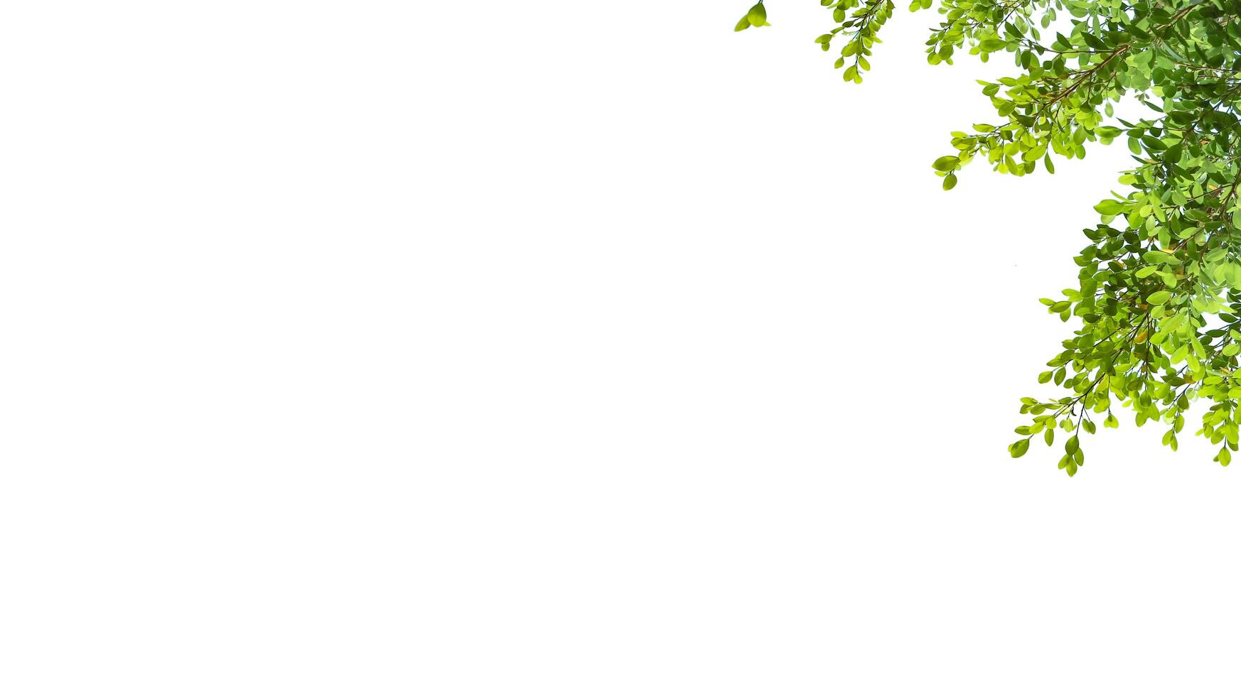 A cut-out of tree top leaves on a white background with clipping paths. photo
