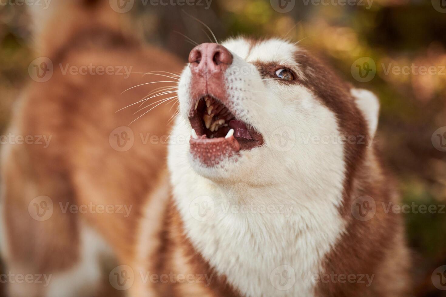 Siberian Husky dog portrait with brown eyes and red brown color, cute sled dog breed photo