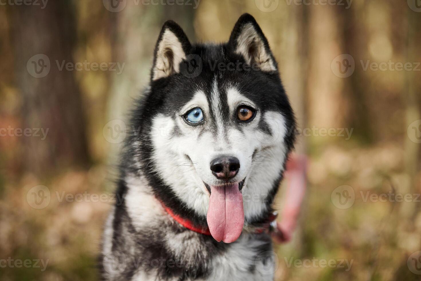 Siberian Husky dog with huge eyes, funny surprised Husky dog with confused big eyes, excited doggy photo