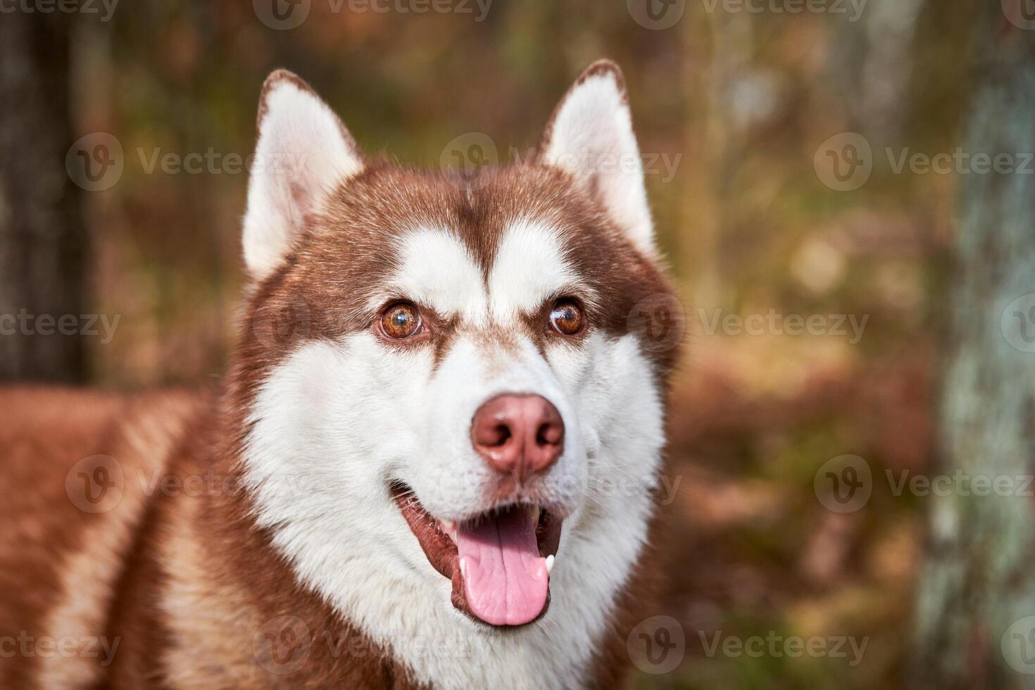 Siberian Husky dog portrait with brown eyes and red brown color, cute sled dog breed photo