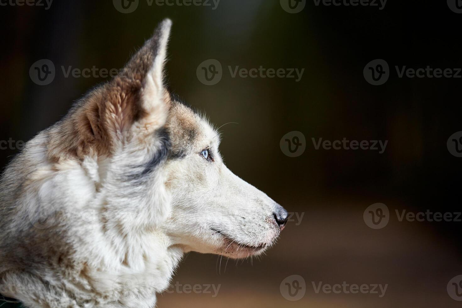 Siberian Husky dog profile portrait with black gray white coat color, cute sled dog breed photo
