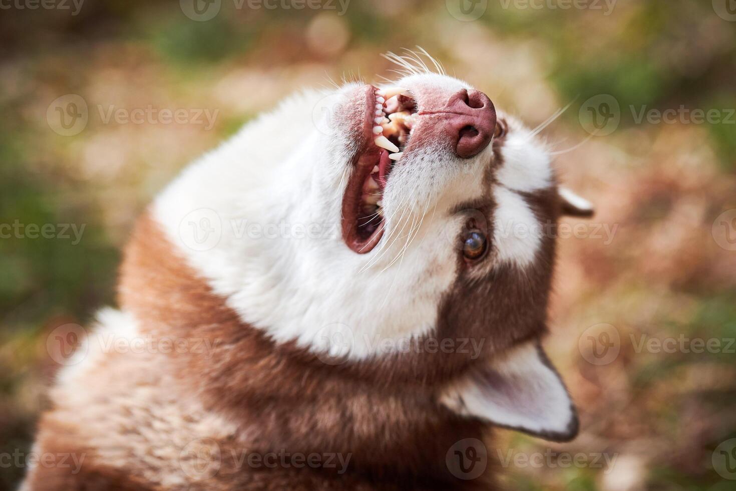 Siberian Husky dog portrait with brown eyes and red brown color, cute sled dog breed photo