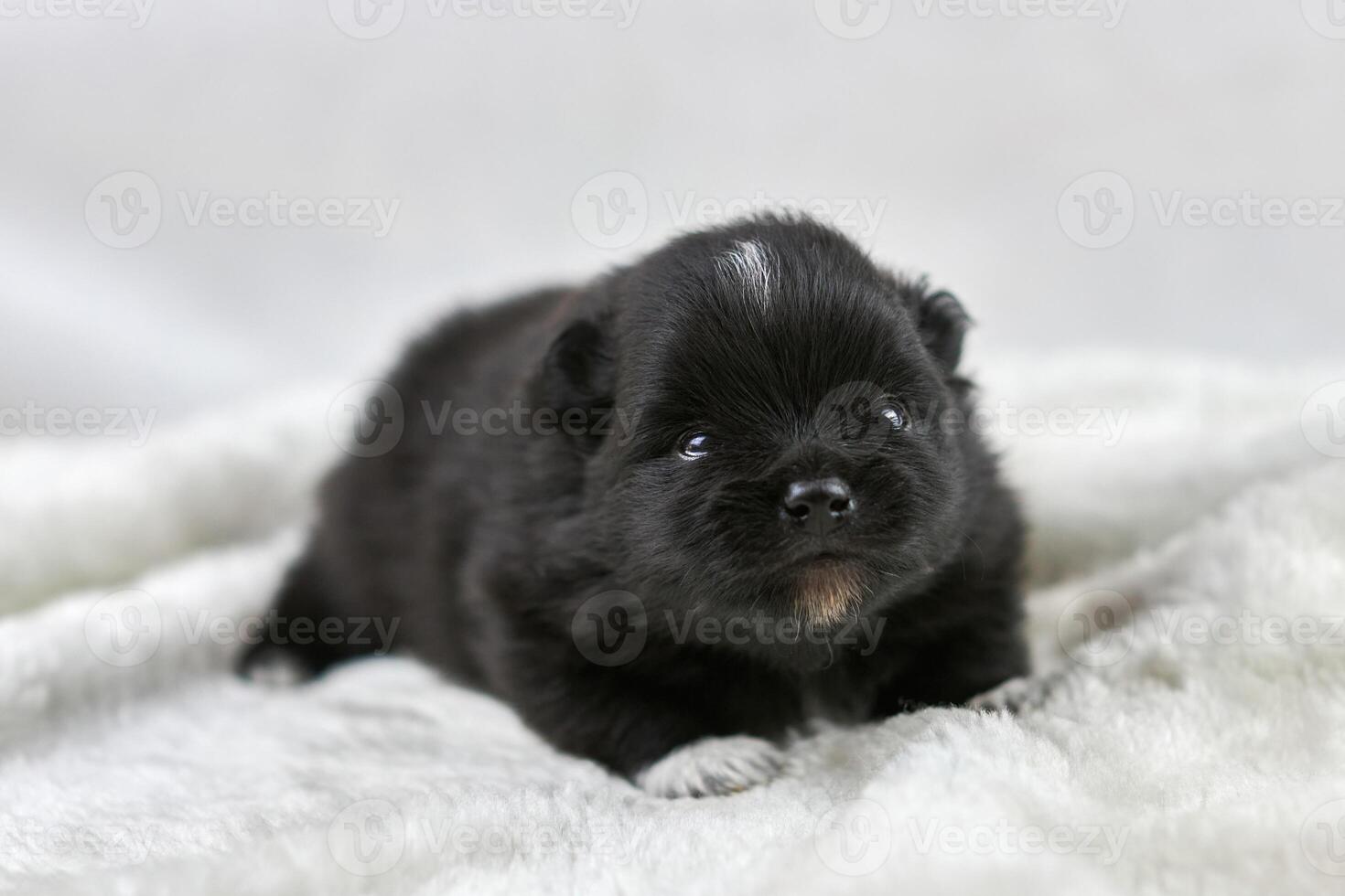 Little Chihuahua puppy lying on soft white fabric, cute sleepy brown white dog breed on white photo