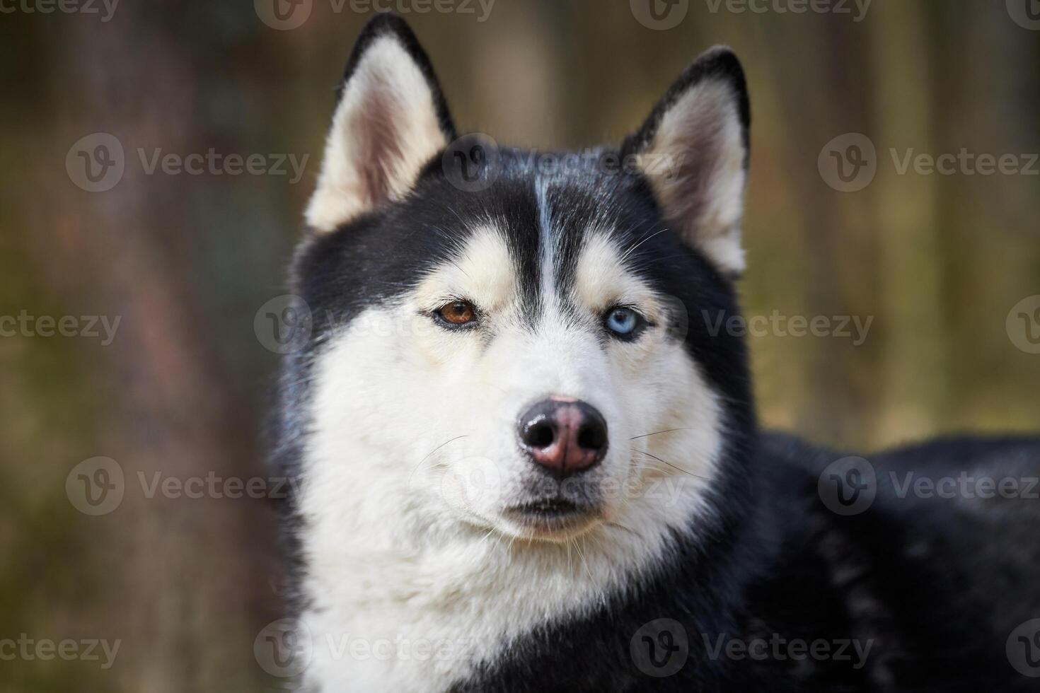 Siberian Husky dog portrait with blue eyes and gray coat color, cute sled dog breed photo