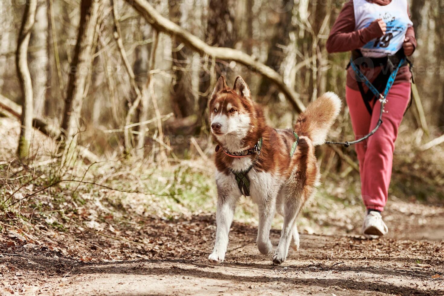 Running Siberian Husky dog in harness pulling woman on autumn forest country road photo