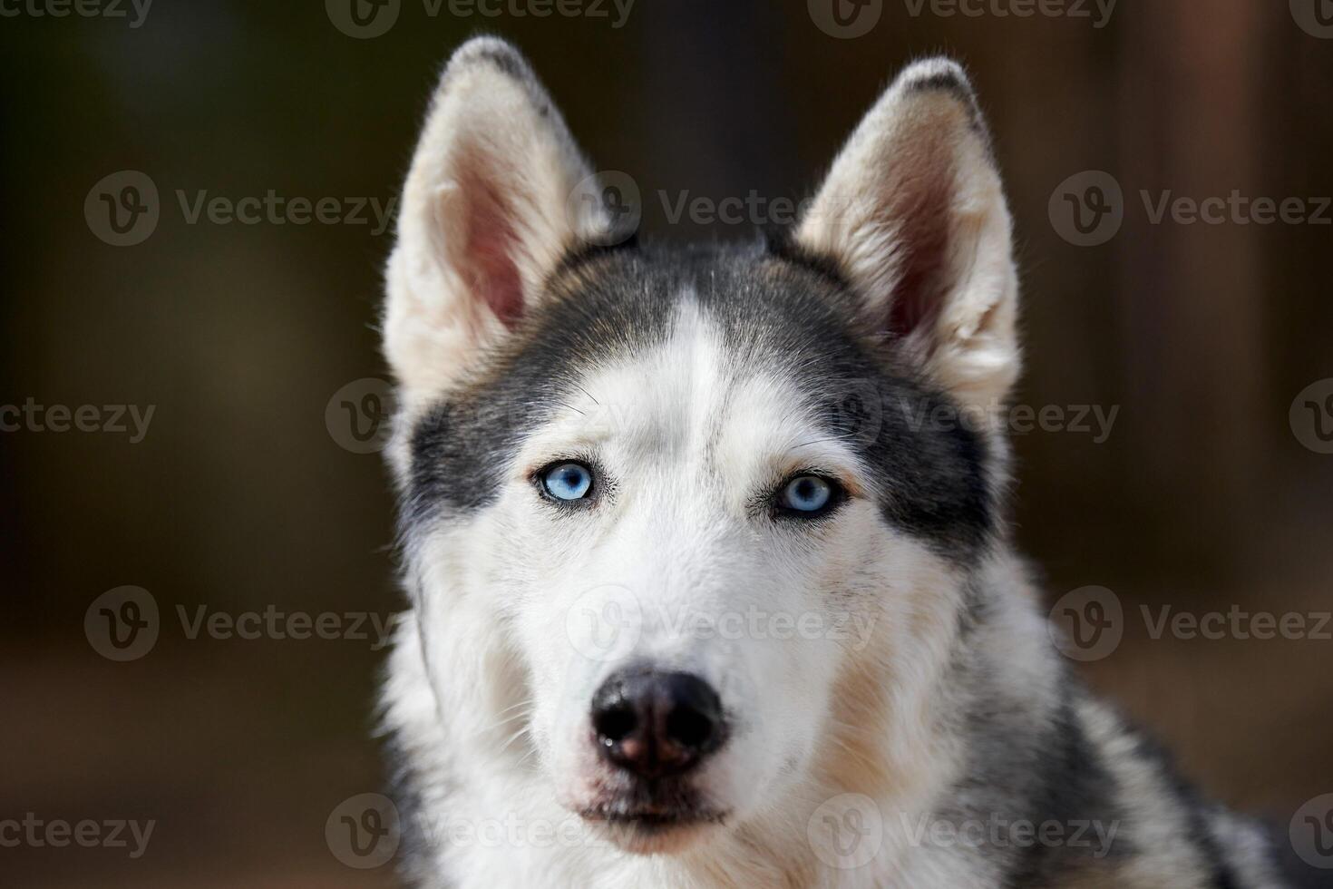 Siberian Husky dog portrait with blue eyes and gray coat color, cute sled dog breed photo