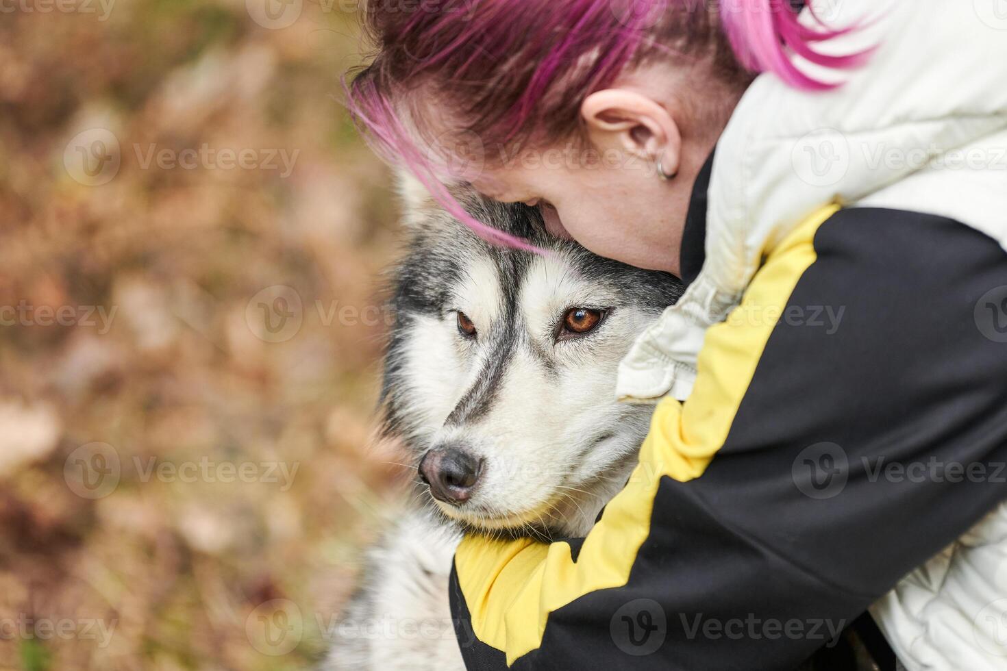 Woman with pink hair hugs beloved Siberian Husky dog, true love of human and pet photo