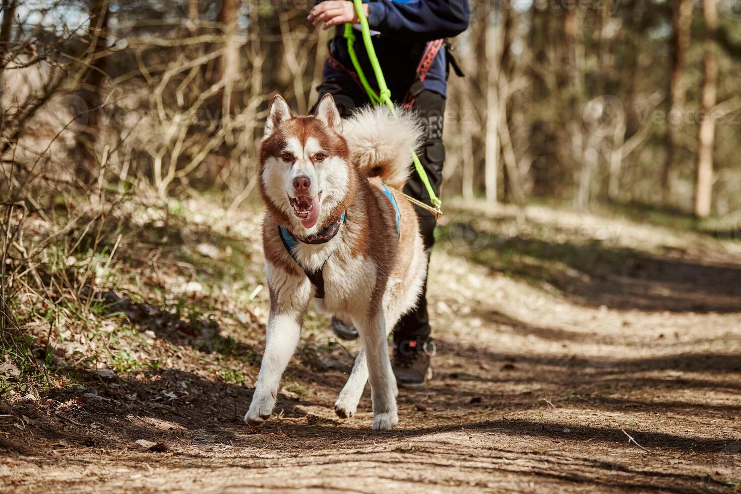 Running Siberian Husky dog in harness pulling man on autumn forest country road photo