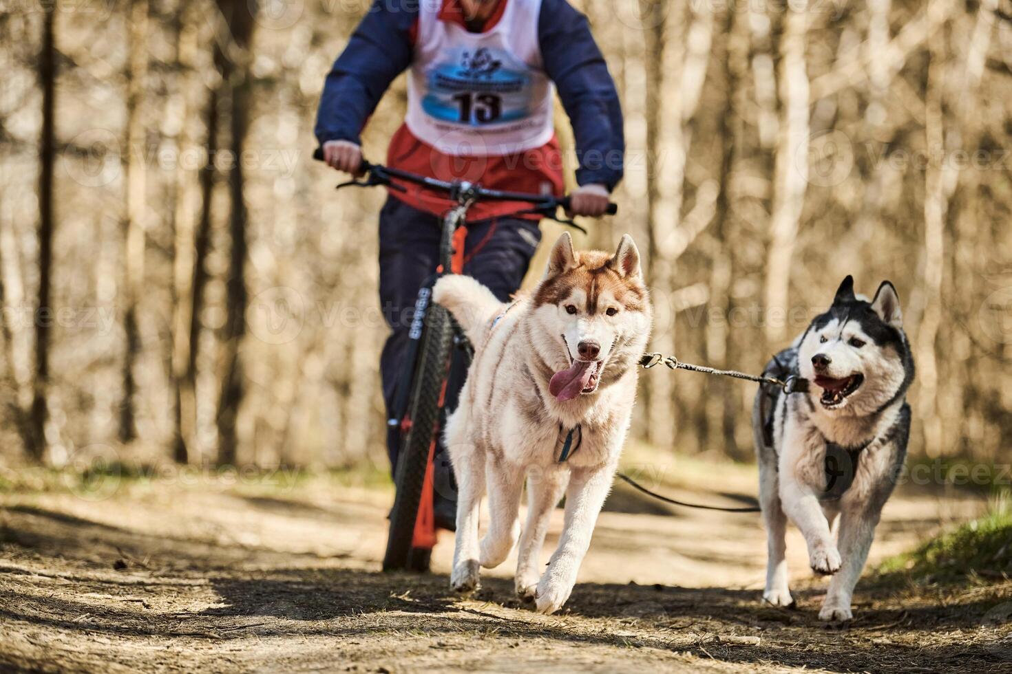 Running Siberian Husky sled dogs in harness pulling scooter on autumn forest dry land scootering photo