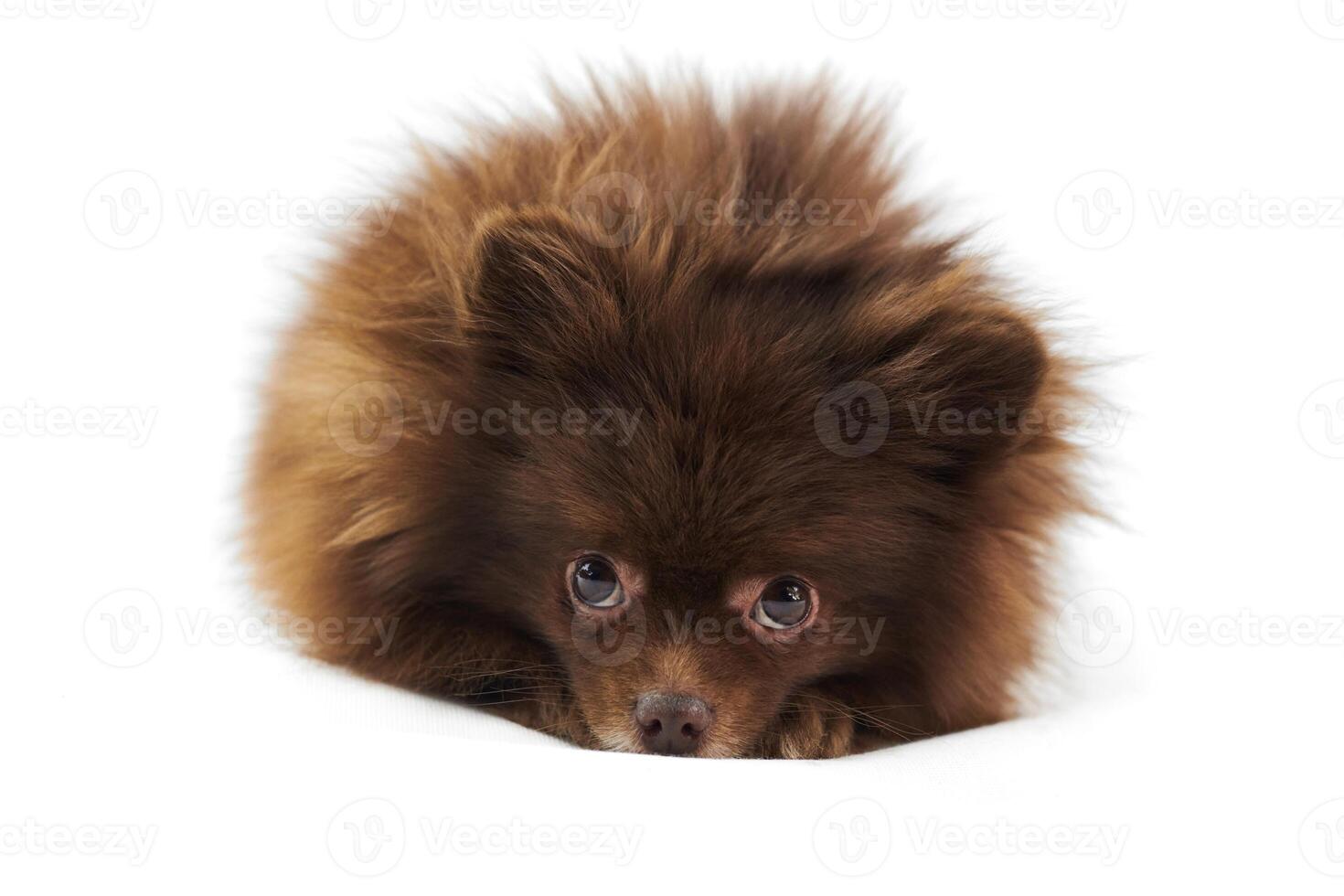 Cute brown Pomeranian Spitz dog lies and pushed nose isolated on white background, charming Spitz photo